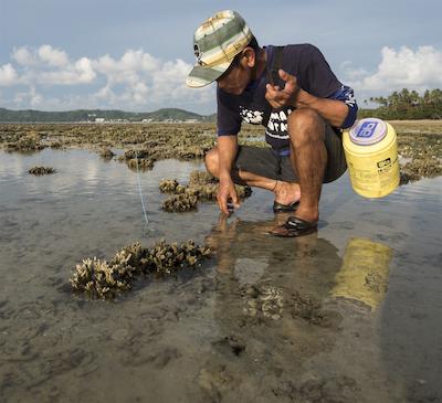 بان مای کتیجز