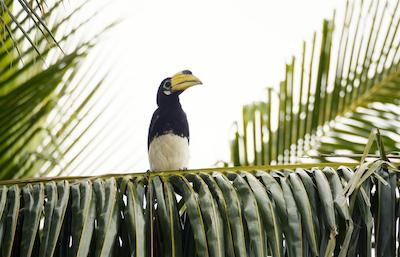 بان مای کتیجز