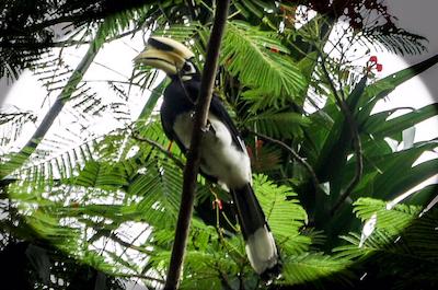 بان مای کتیجز