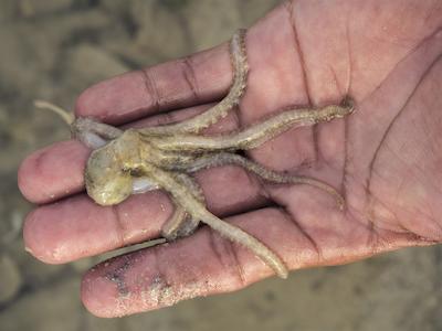 بان مای کتیجز