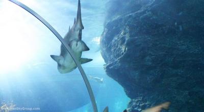 سیام کمپینسکی هتل بانکوک