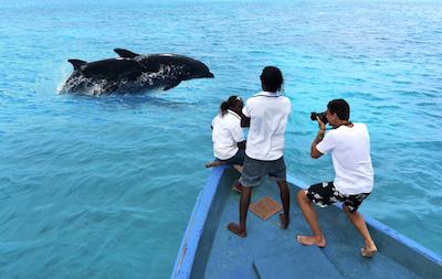 کوکون مالدیو