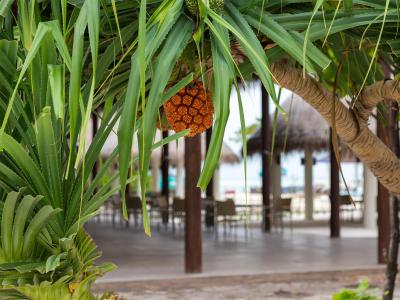 کوکون مالدیو