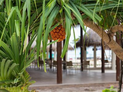 کوکون مالدیو