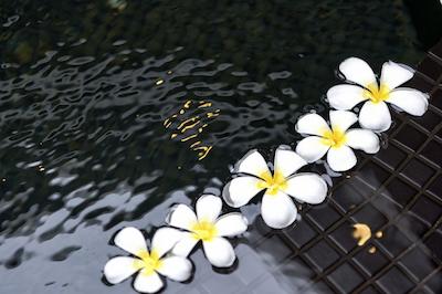 کوکون مالدیو