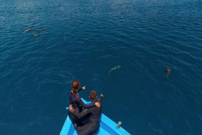 آوی نیچرز پارادایس