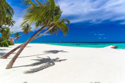 آوی نیچرز پارادایس