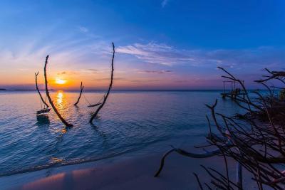 آوی نیچرز پارادایس