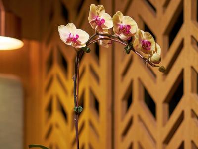 اواسیا هتل داون تاون