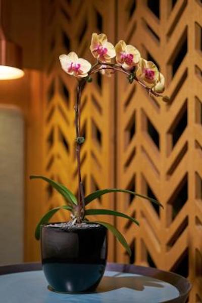 اواسیا هتل داون تاون