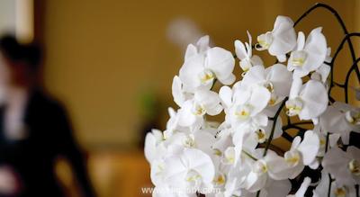 ریتز-کارلتون میلنیا