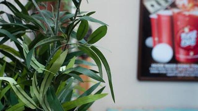 باس باکپاکرز ملبورن