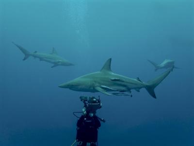 مرکور مالدیو کودو ریزورت