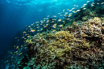 مرکور مالدیو کودو ریزورت