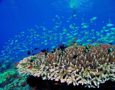 مرکور مالدیو کودو ریزورت