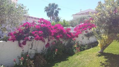 ال کاپیسترانو سور