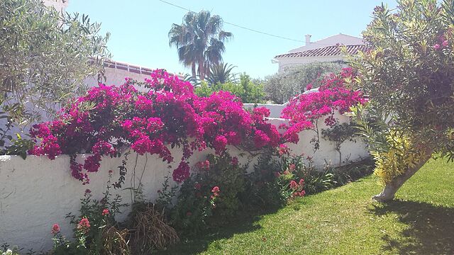 ال کاپیسترانو سور