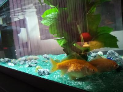 هتل دو گلب 18