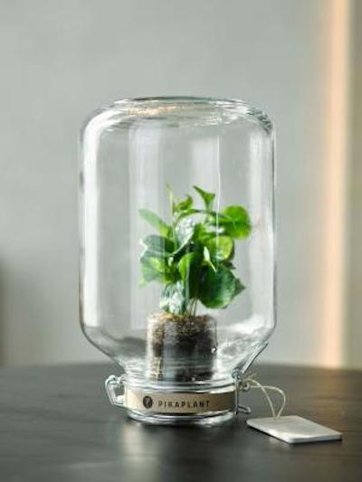 قو امستردام