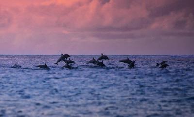 سیزن پارادایس