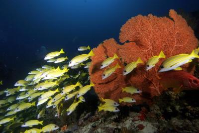 سیزن پارادایس