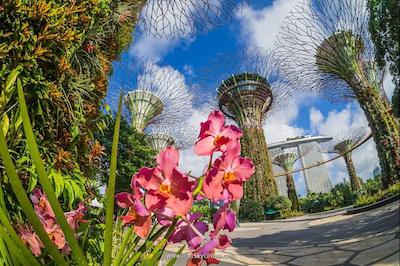 گرند حیات سنگاپور