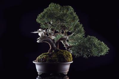 ماندارین اُرینتال تکیو