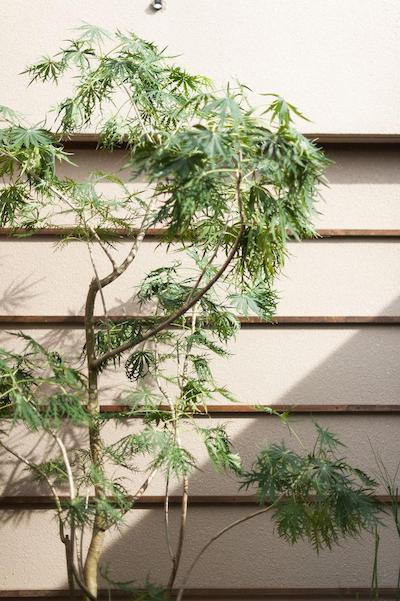 ومی نو ریتی اُکیناوا ناکاماسو