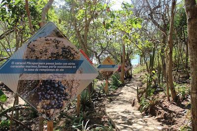 ایسلا ناتورا بیچ