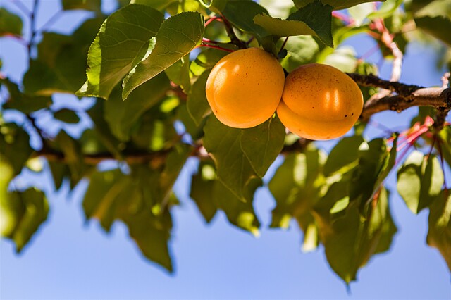 اگرتوریسمو سز ویستز