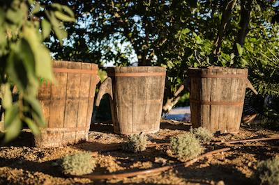 اگرتوریسمو سز ویستز