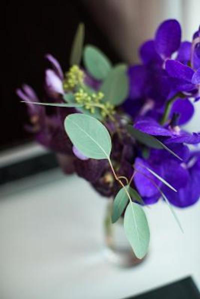 د پلازا اسئوول اوتگراف کالکشن