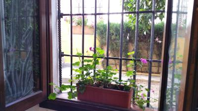 کاسا د لز نارانجز