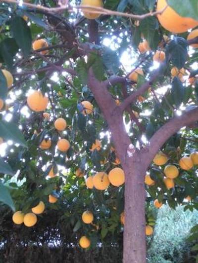 کاسا د لز نارانجز