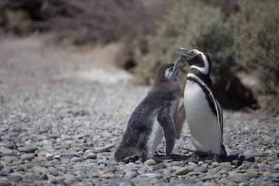 هتل د کمپو ال پدرال