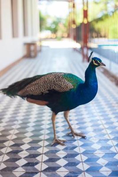 هتل د کمپو ال پدرال