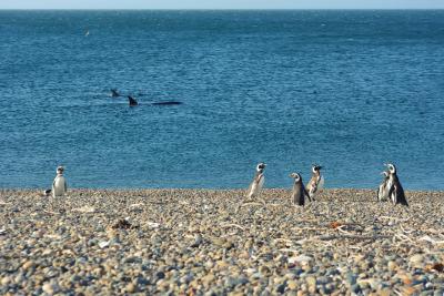 هتل د کمپو ال پدرال