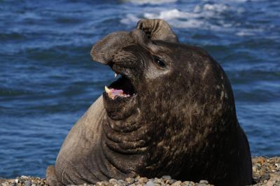 هتل د کمپو ال پدرال