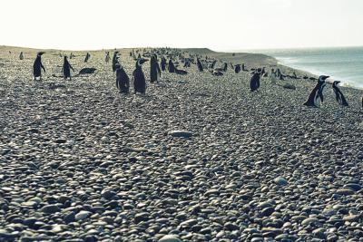 هتل د کمپو ال پدرال