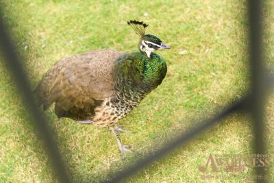 د اناندی هتل اند اسپا شانگهای