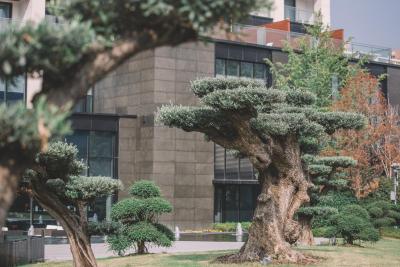 د اناندی هتل اند اسپا شانگهای