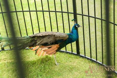 د اناندی هتل اند اسپا شانگهای