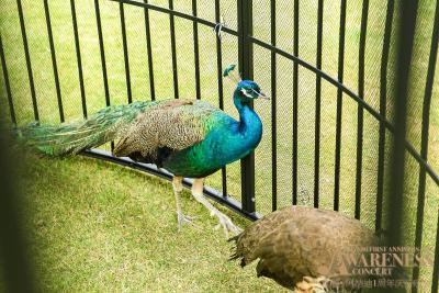 د اناندی هتل اند اسپا شانگهای