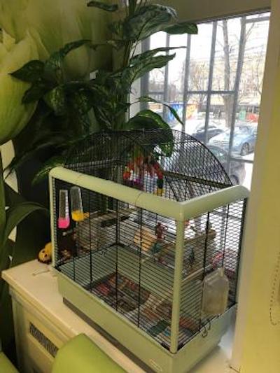 هاستل زاخودی نا پاولتسکوی