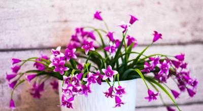 لا دلس ویتا گوسدوس