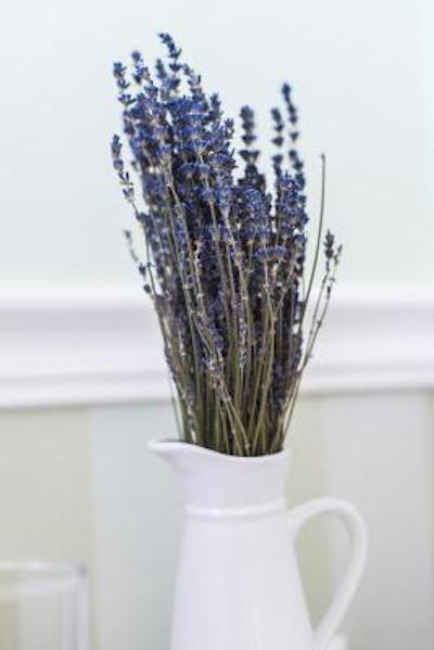 بوچی مینی هتل