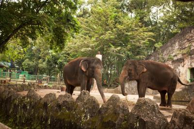 اماریز هتل مامپانگ-جاکارتا