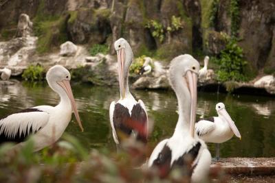 اماریز هتل مامپانگ-جاکارتا