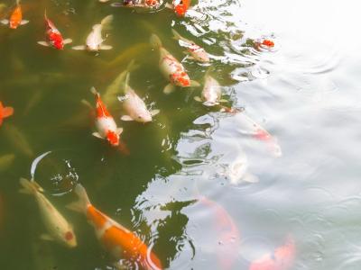 ایسترن گرند پالاس