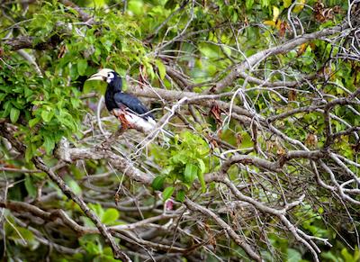 برنئو ایگل ریزرت